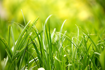 Image showing green grass plant leaf background