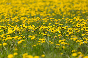 Image showing spring flowers dandelions