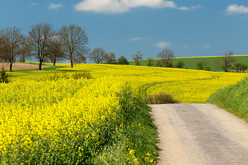 Image showing Beautiful summer rural landscape