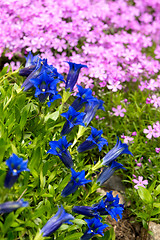 Image showing Trumpet gentian, blue spring flower in garden