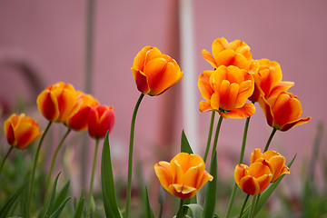 Image showing spring orange tulips