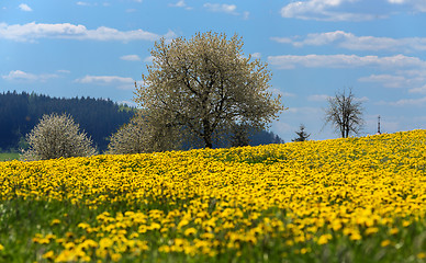 Image showing spring flowers dandelions