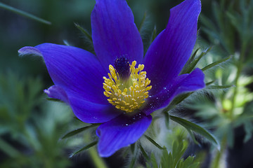 Image showing pasque flower