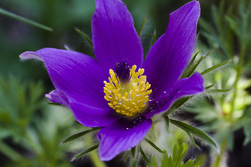 Image showing pasque flower
