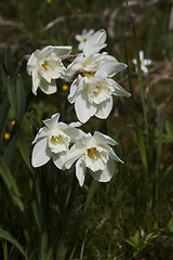 Image showing poet´s daffodils