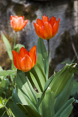 Image showing tulips