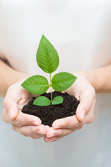 Image showing hands holding young plant 