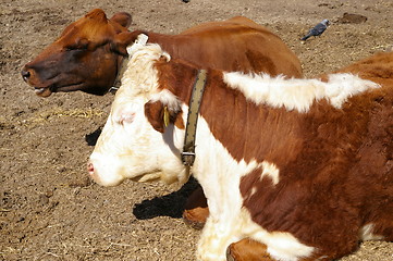 Image showing Cow