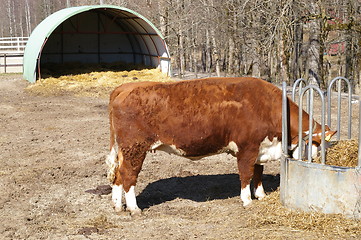 Image showing Cow eating hay