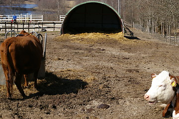 Image showing Cows