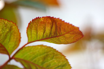 Image showing Macro. Spring