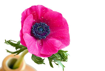 Image showing Anemone coronaria flower with droplets