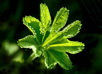 Image showing drops at the edge of leaf