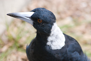 Image showing Magpie