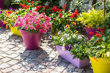 Image showing Flower pots