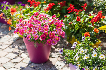 Image showing Flower pots