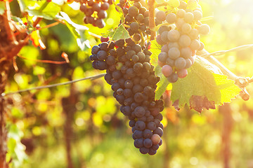 Image showing Vineyards and grapes at sunset