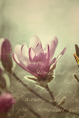 Image showing Flowering pink magnolia in vintage style