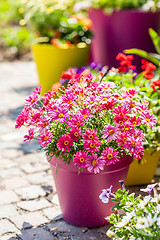 Image showing Flower pots