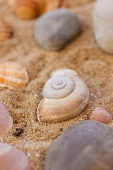 Image showing Sea shells on sand