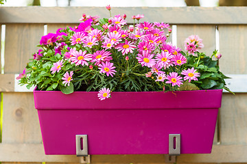 Image showing Flower pot hanging on wooden fence