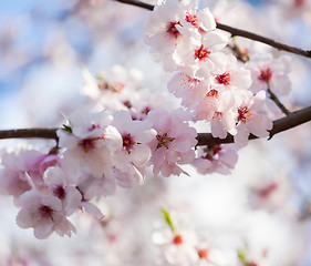 Image showing Flowering cherry tree