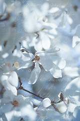 Image showing Flowering white magnolia in vintage style