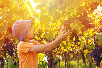 Image showing Cute boy with grapes in vineyards 