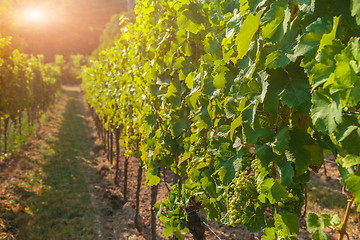 Image showing Vineyards and grapes at sunset