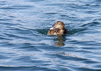 Image showing Common eider,