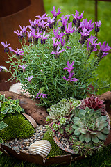 Image showing Plants in different pots decorated as stone garden