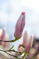 Image showing Flowering pink magnolia