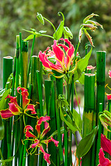 Image showing Flowering bamboo plant
