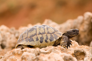 Image showing turtle on a rock