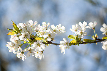 Image showing spring blossoms