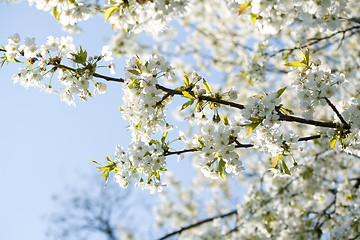 Image showing spring blossoms