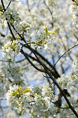 Image showing spring blossoms