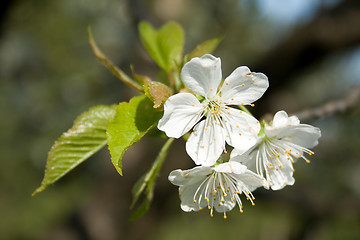 Image showing spring blossoms