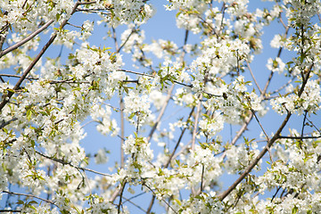 Image showing spring blossoms