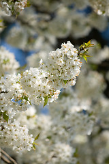 Image showing spring blossoms