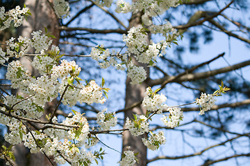 Image showing spring blossoms