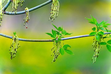 Image showing Maple American