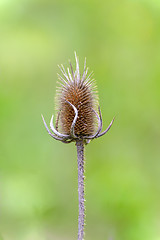 Image showing  Teasel (Dipsacus fullonum)