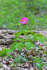 Image showing Woodland Peony flower