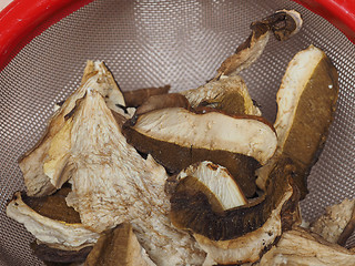 Image showing Porcini mushroom detail