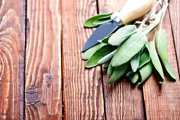 Image showing fresh sage