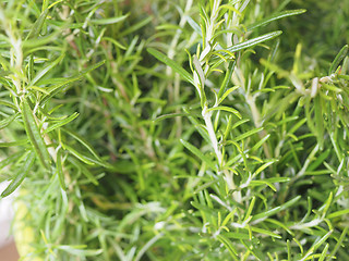 Image showing Green Rosemary plant