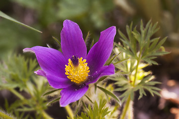 Image showing pulsatilla vulgaris