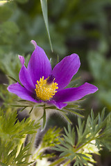Image showing pasqueflower