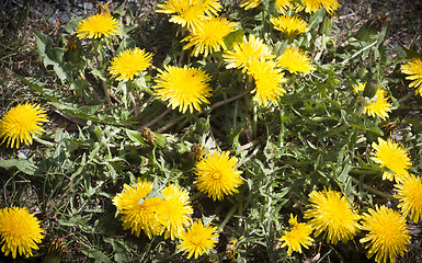 Image showing dandelions